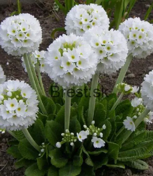 Primula denticulata, alba